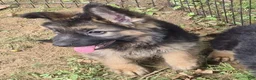 German Shepherd dogs for sale: Lilly  - Ad 2