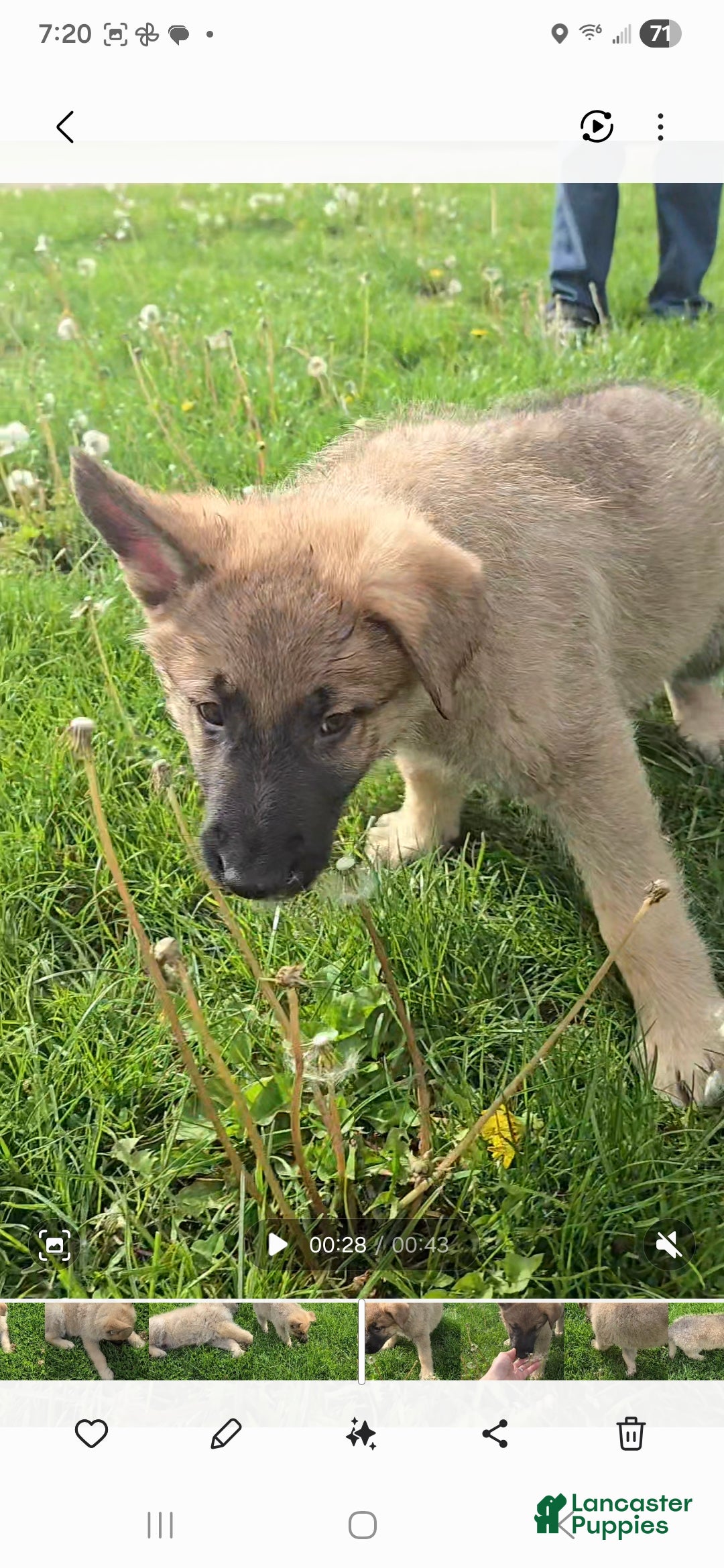 German Shepherd dogs Tango - Ad 2