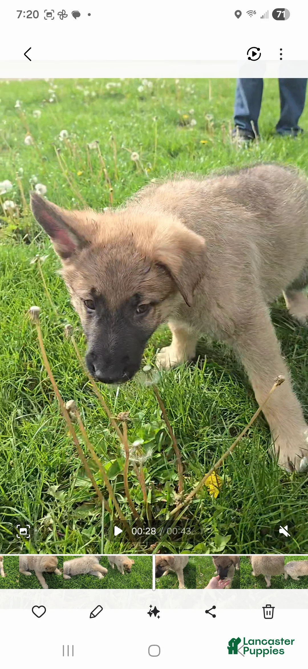 German Shepherd dogs for sale: Tango - Ad 2