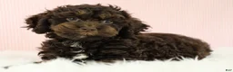 Cockapoo dogs for sale: Caleb 🫧 - Ad 5