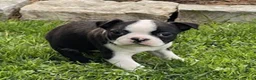 Boston Terrier dogs for sale: Crystal - Ad 3