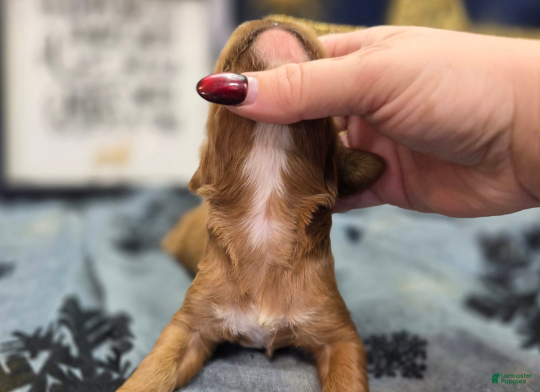 Cavapoo dogs for sale: Mittens - Ad 5