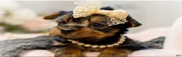 Yorkshire Terrier dogs for sale: Gidget 1.4 lbs on 8/28 - Ad 2