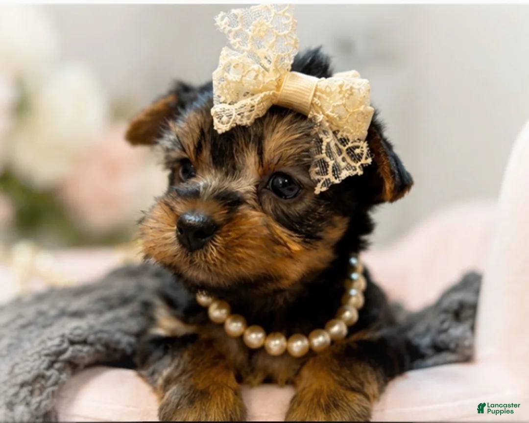 Yorkshire Terrier dogs for sale: Gidget 1.4 lbs on 8/28 - Ad 2