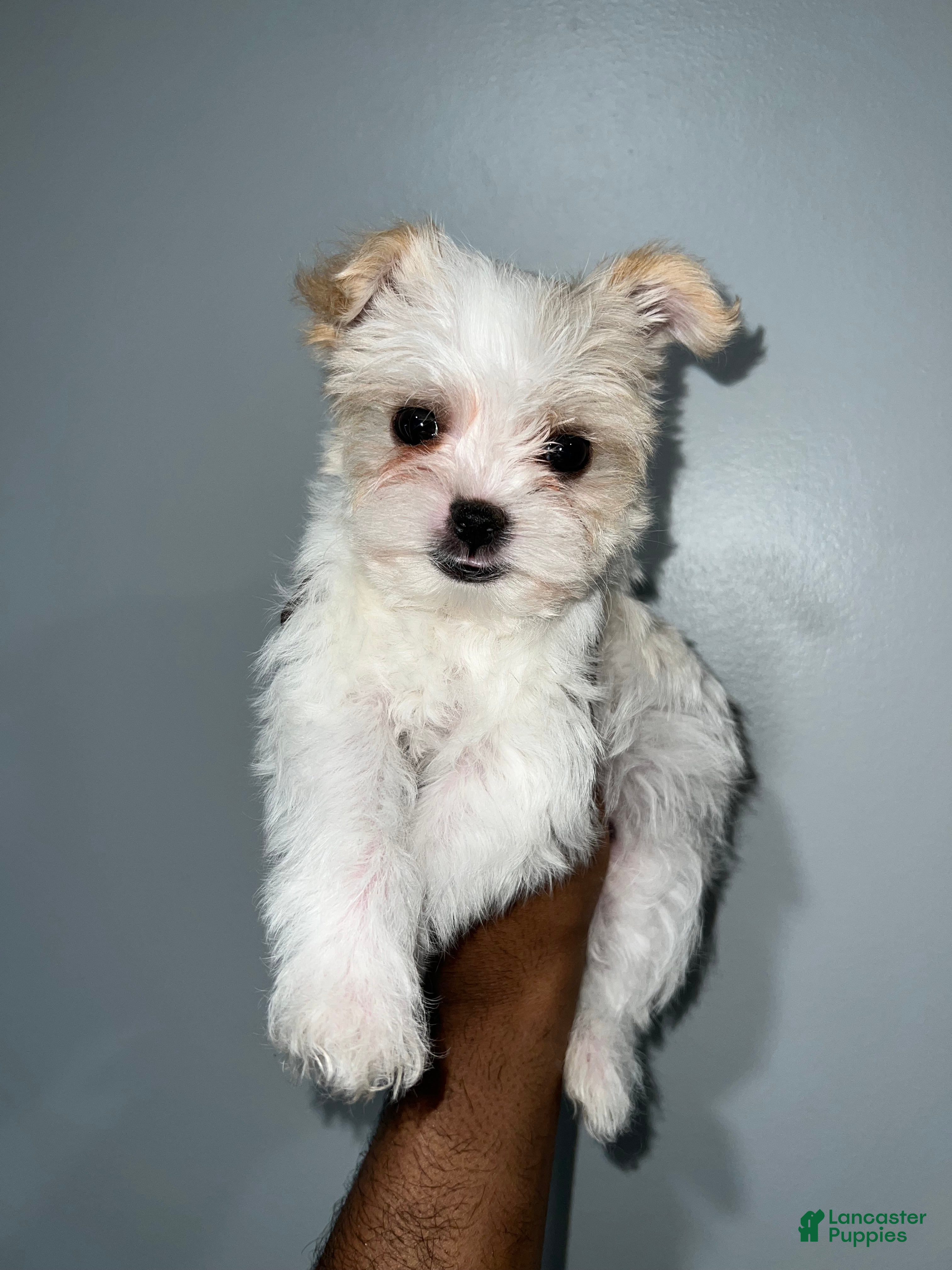 Yorkshire Terrier dogs Cyrus - Ad 2