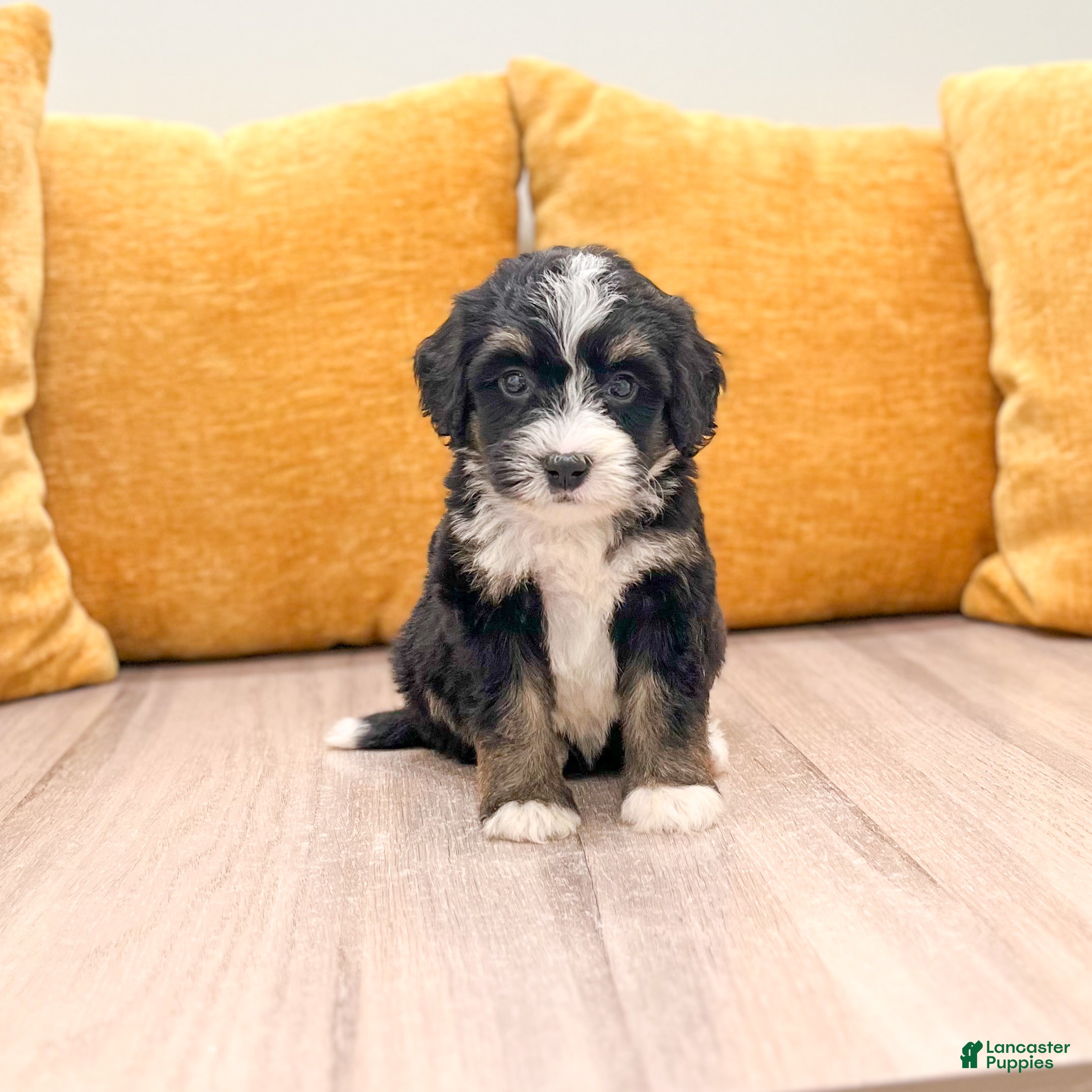 Mini Bernedoodle dogs Sophie  - Ad 1