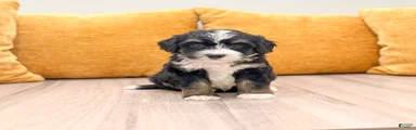 Sophie 