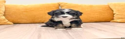 Mini Bernedoodle dogs for sale: Sophie  - Ad 1