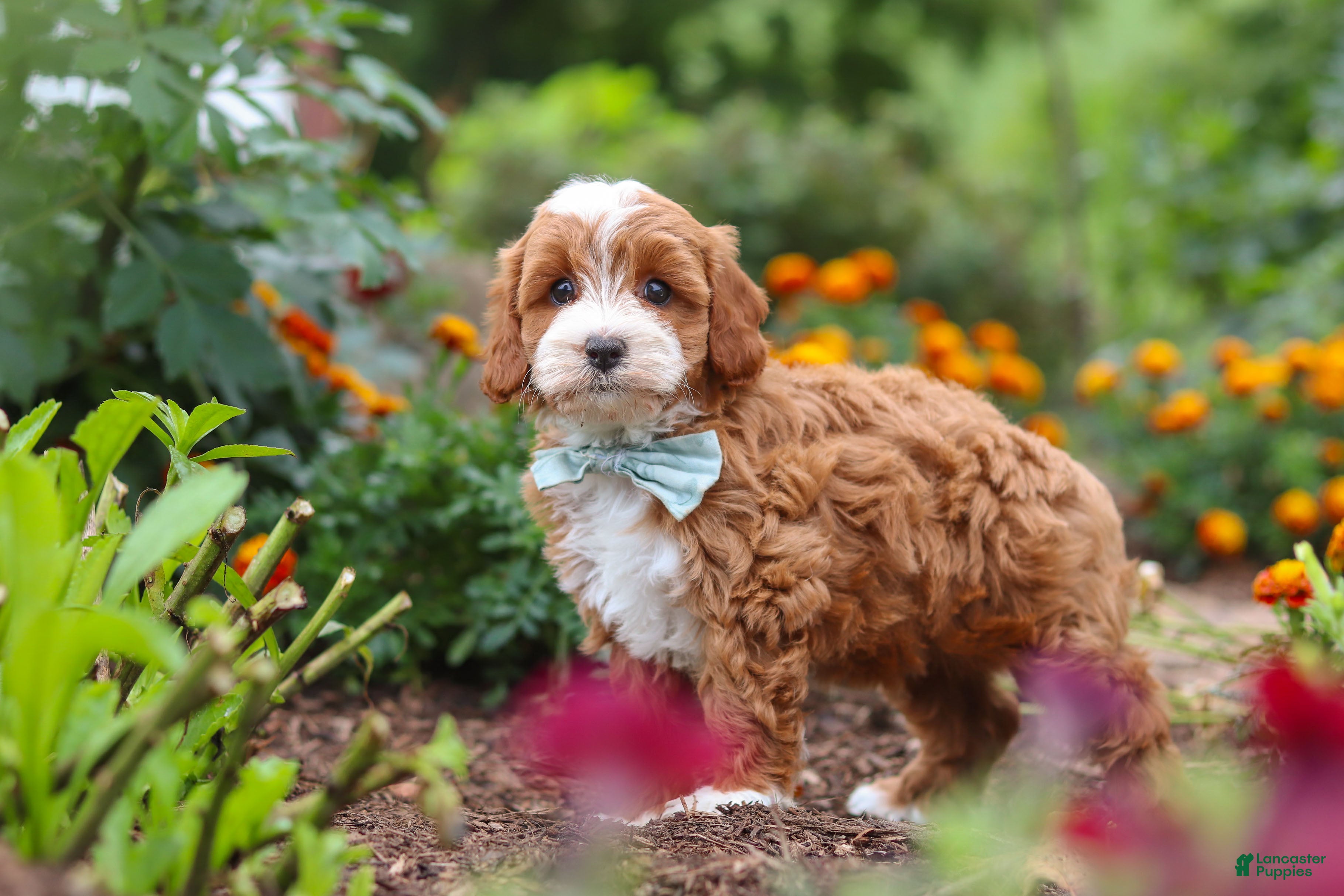 Cavapoo dogs Lane - Ad 2