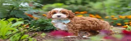 Cavapoo dogs for sale: Lane - Ad 2