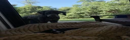 Bernedoodle dogs for sale: Nash - Ad 6