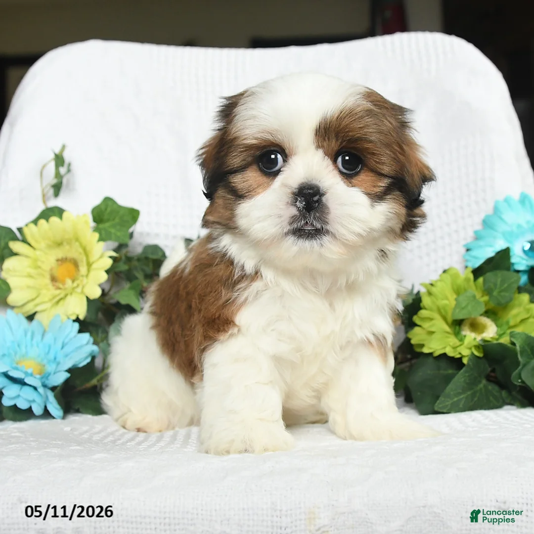 Shih Tzu dogs for sale: Jamey - Ad 2