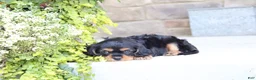 Cavalier King Charles Spaniel dogs for sale: Boston - Ad 3