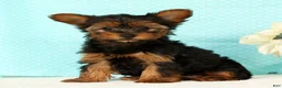 Yorkshire Terrier dogs for sale: Bella - Ad 2