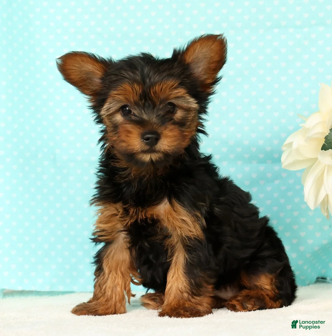 Yorkshire Terrier dogs for sale: Bella - Ad 2