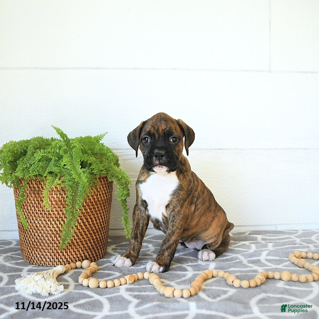 Boxer dogs for sale: Joy - Ad 10