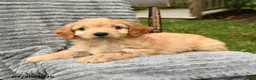 Cockapoo dogs for sale: Teddy - Ad 3