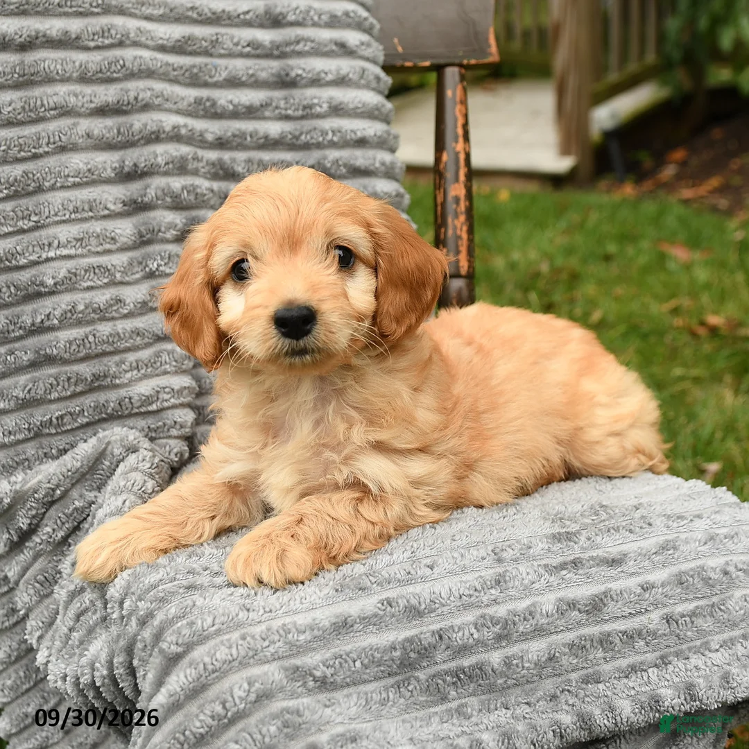 Cockapoo dogs for sale: Teddy - Ad 3