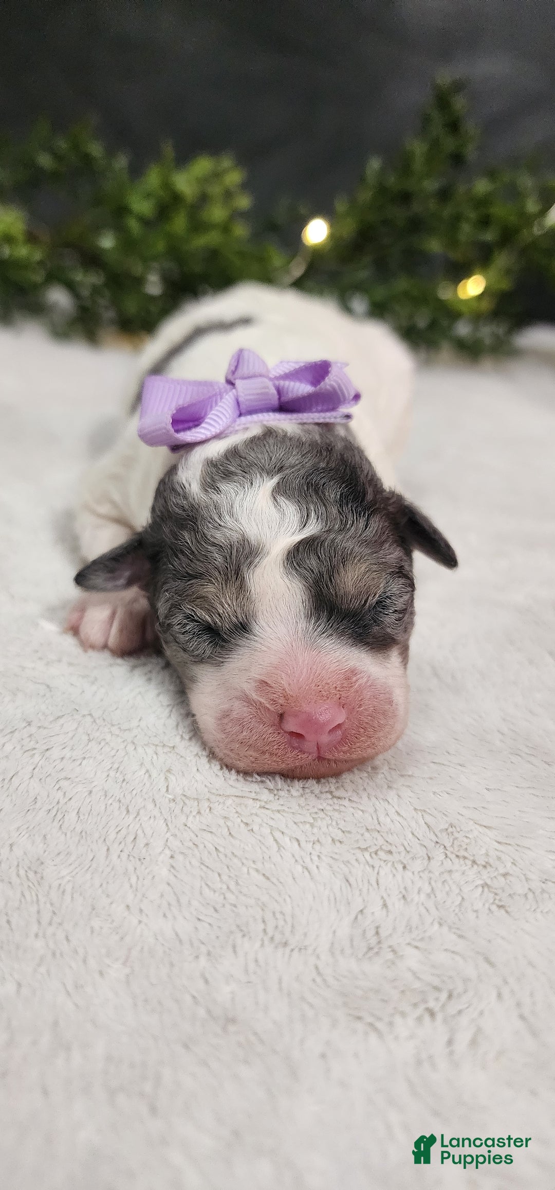 Miniature Poodle dogs for sale: Princess  - Ad 1