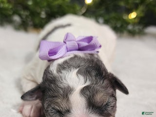 Miniature Poodle dogs Princess - Ad 22