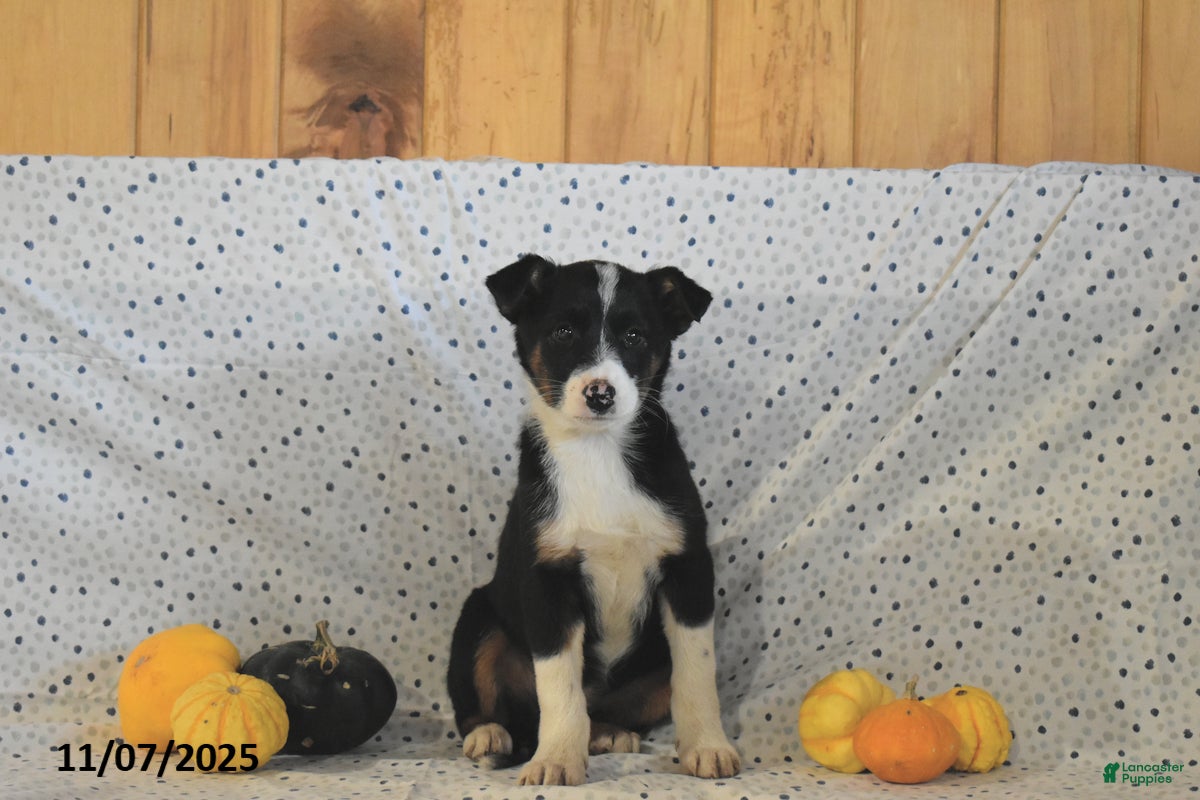 Mixed Breed dogs Stella - Ad 3