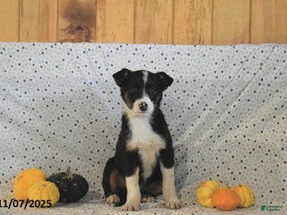 Mixed Breed dogs Stella - Ad 19