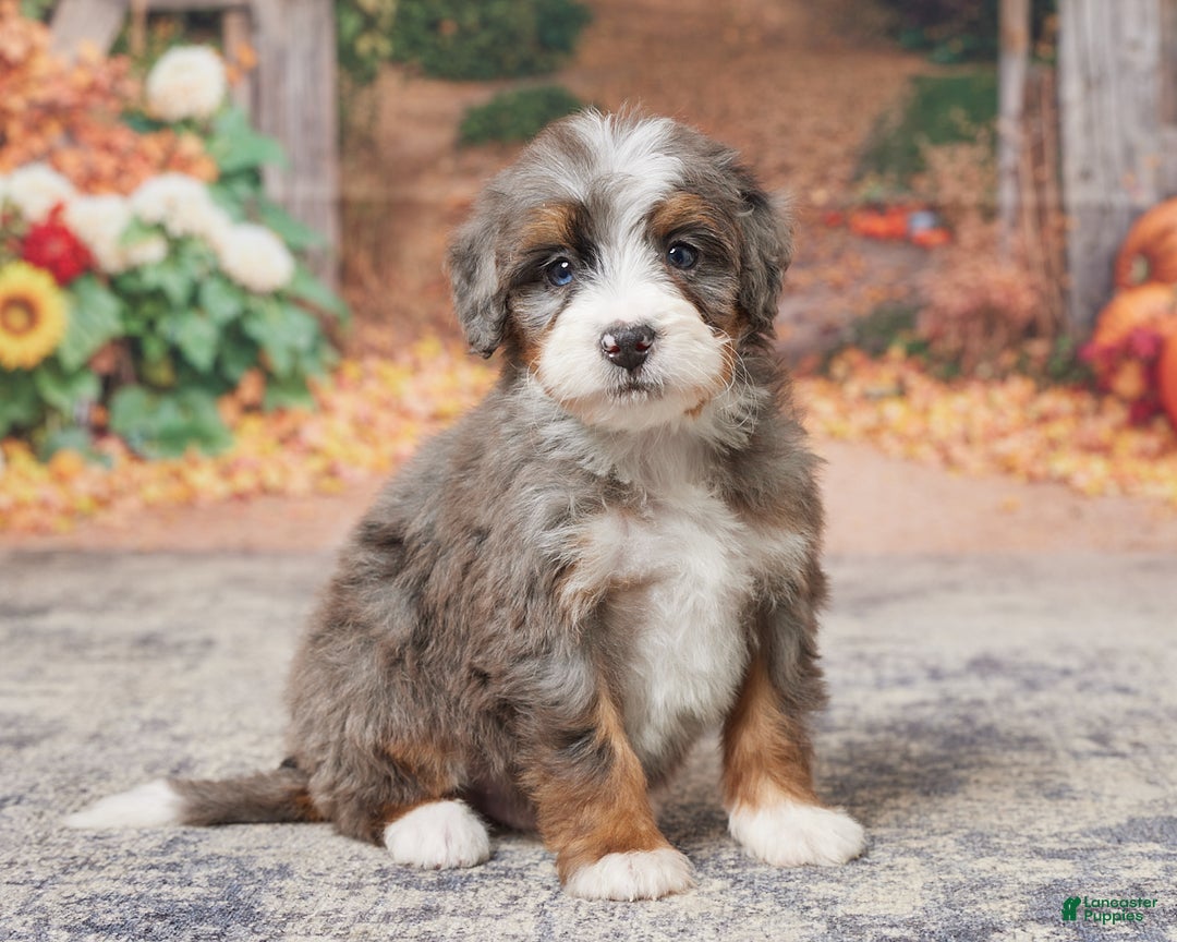 Bernese Mountain Dog Puppies for sale Lancaster Puppies