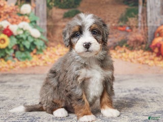 Mini Bernedoodle dogs - Ad 15