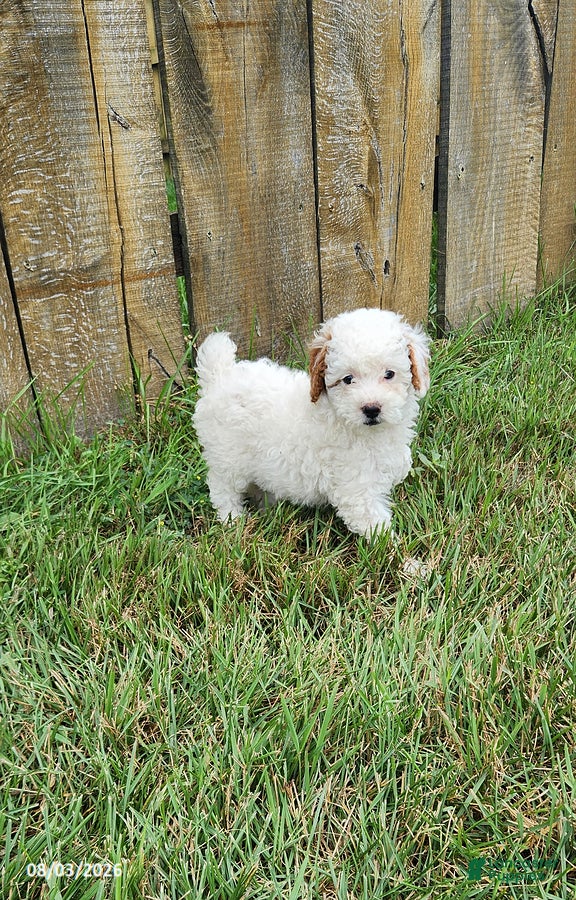 Miniature Poodle dogs Betty - Ad 1