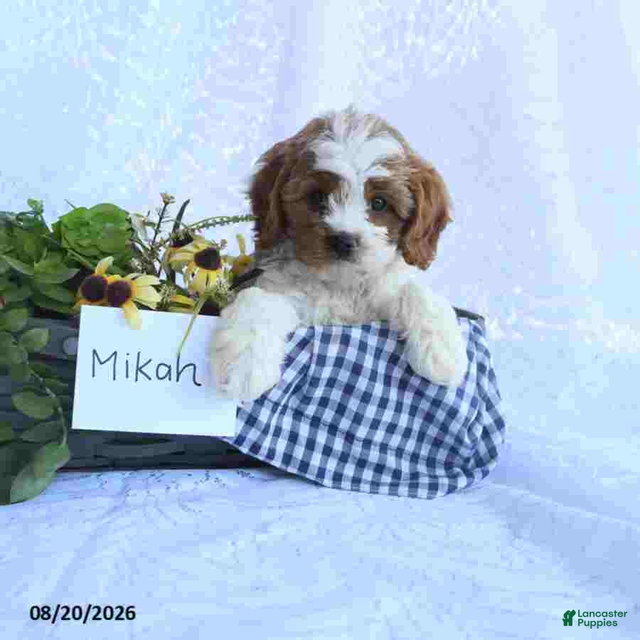 Cavapoo dogs Mikah - Ad 1