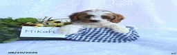 Cavapoo dogs for sale: Mikah - Ad 1