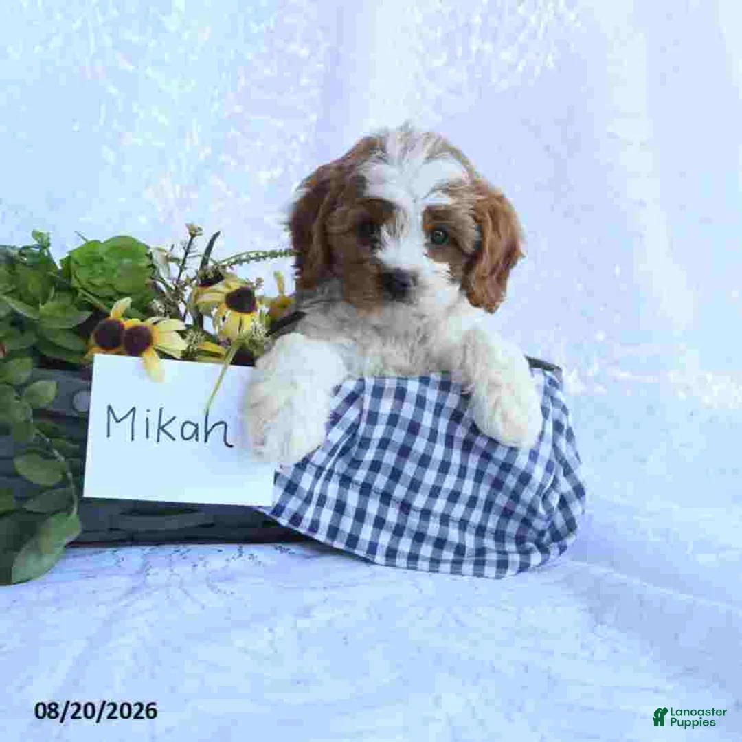 Cavapoo dogs for sale: Mikah - Ad 1