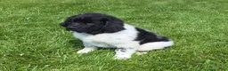 Newfoundland dogs for sale: Scarlett - Ad 4