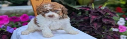 Maltipoo dogs for sale: Kip - Ad 7