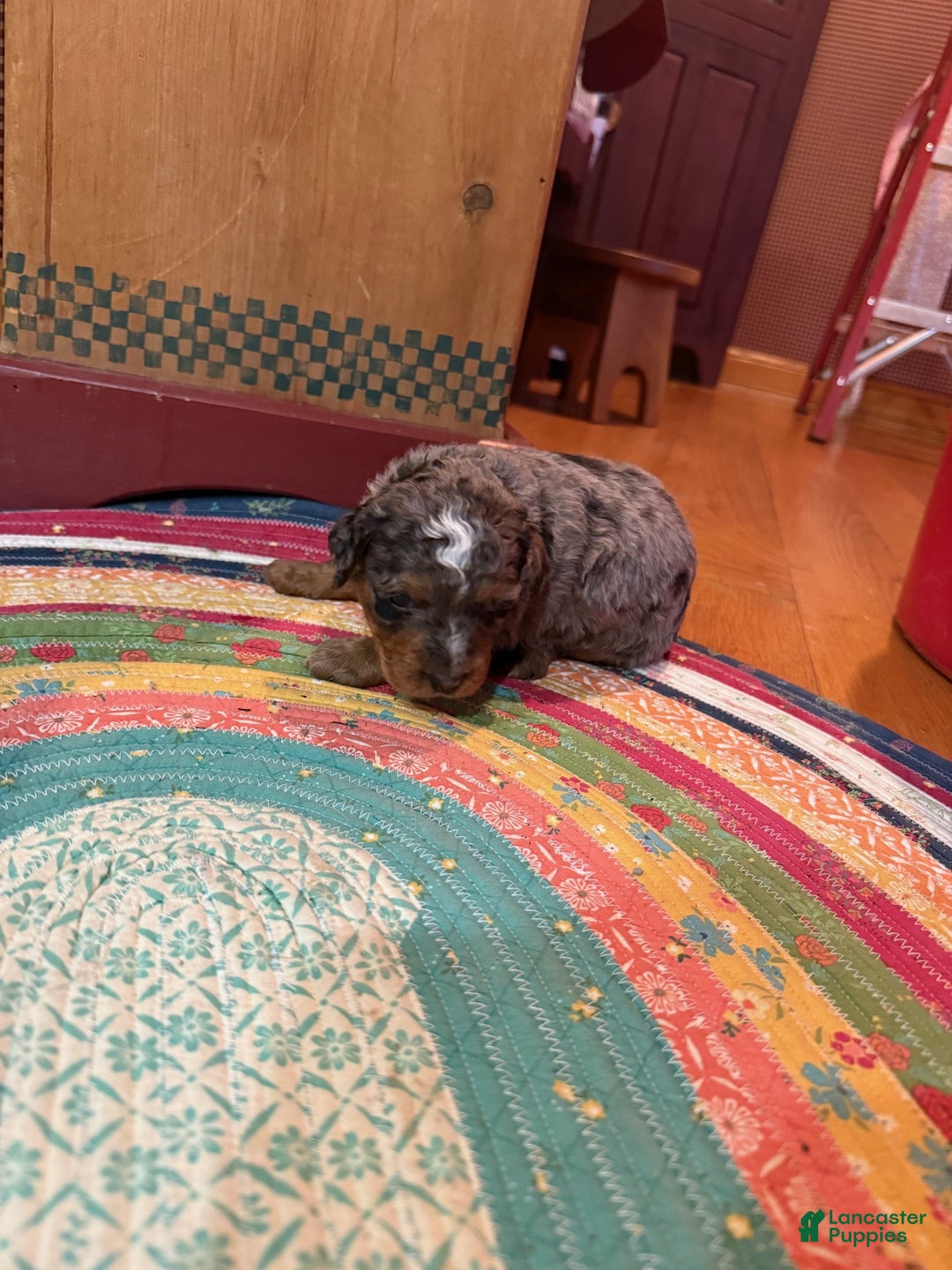 Mini Bernedoodle dogs for sale: Oakley - Ad 8