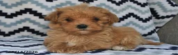 Maltipoo dogs for sale: Dasher - Ad 4