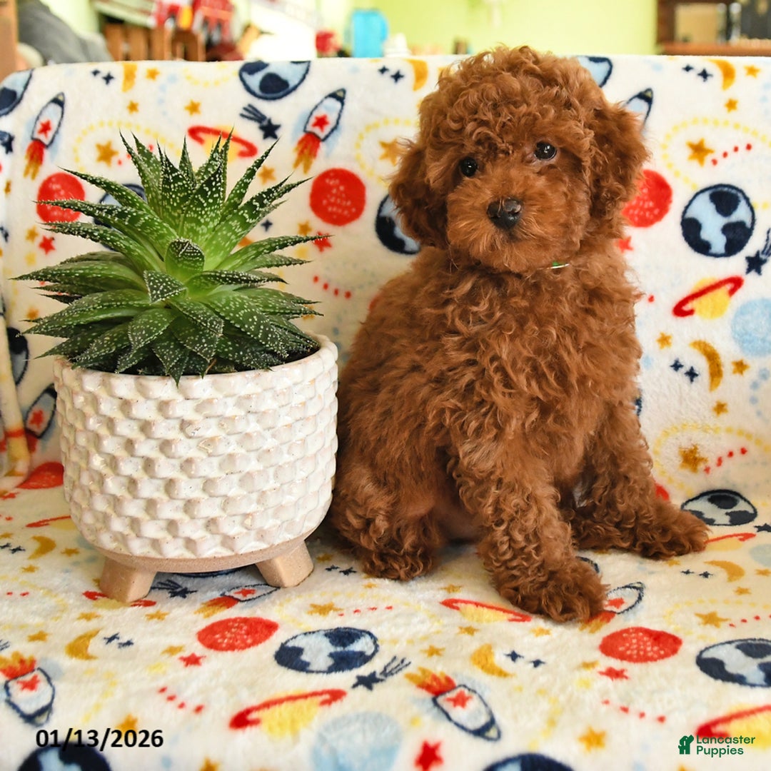 Miniature Poodle dogs for sale: Mason - Ad 1