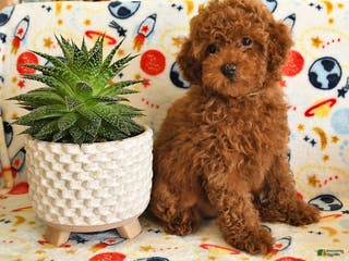 Miniature Poodle dogs Mason - Ad 25