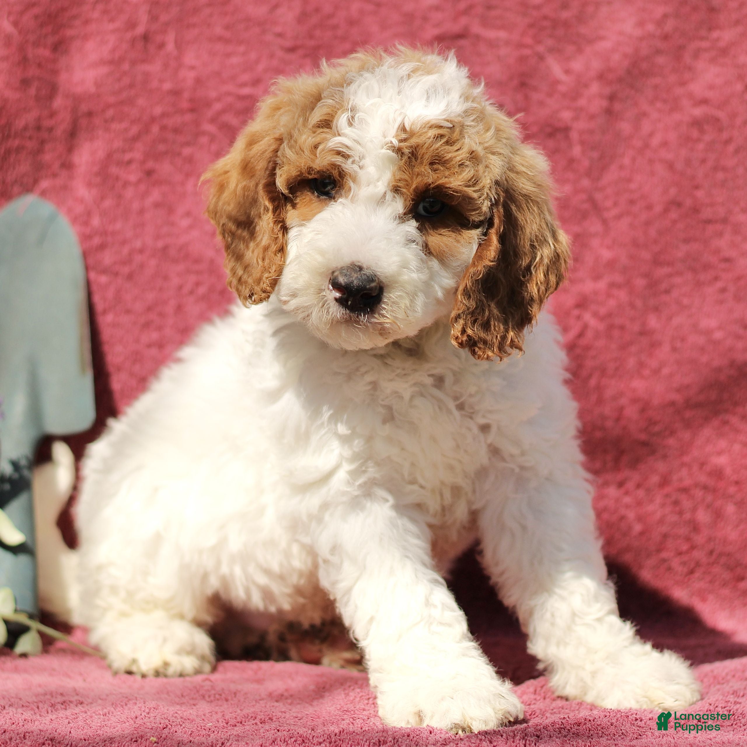 Mini Goldendoodle dogs Chase  - Ad 1