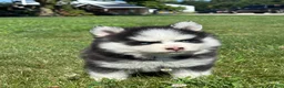 Pomsky dogs for sale: Zion - Ad 3