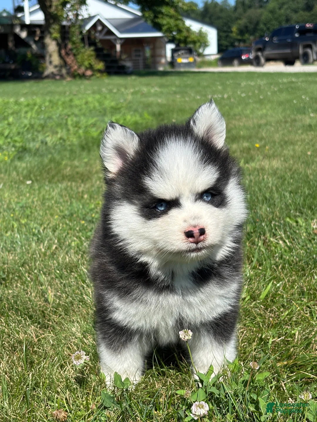 Pomsky dogs for sale: Zion - Ad 3