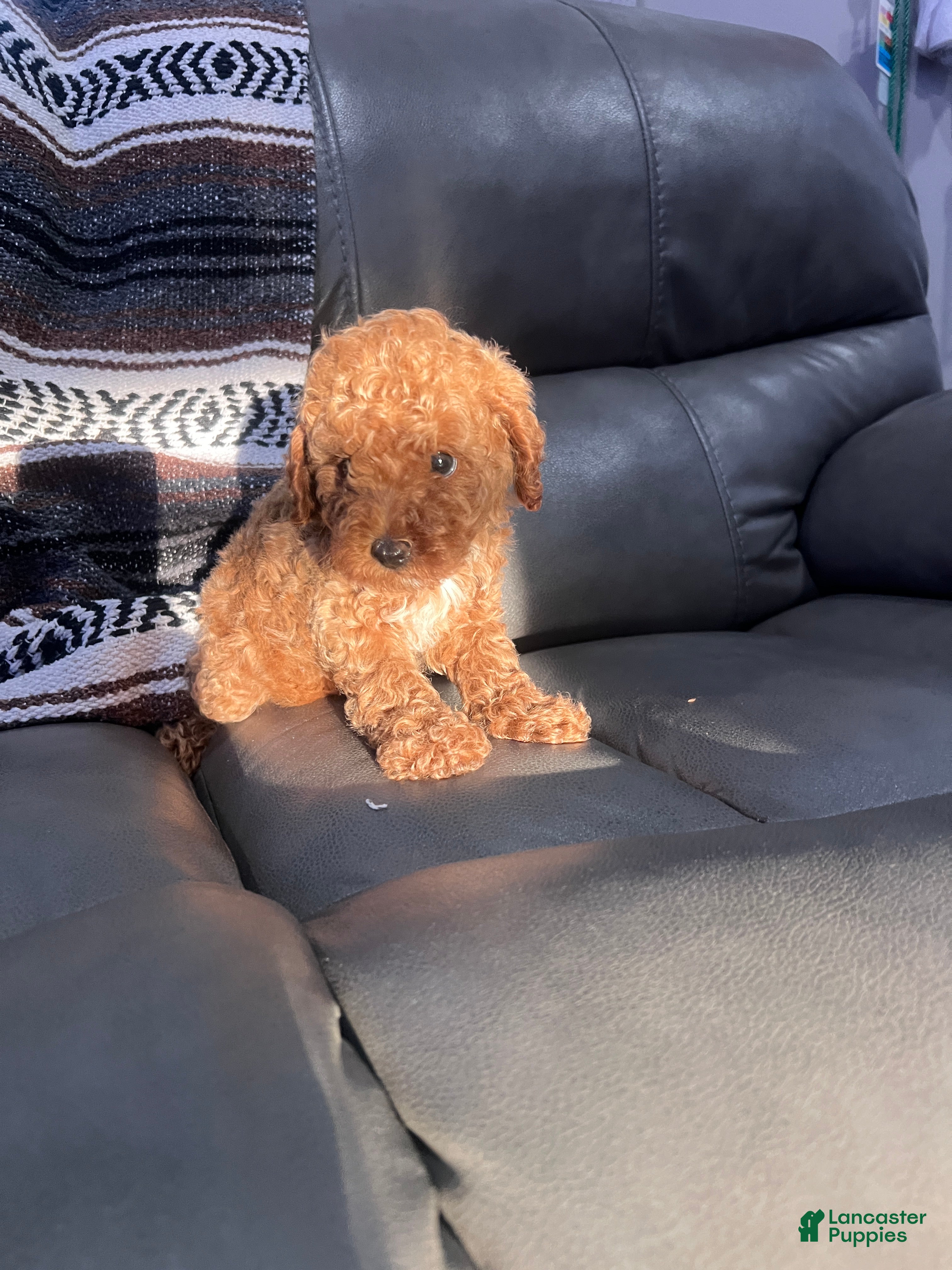 Toy Poodle dogs Toy Poodle 1 - Ad 2