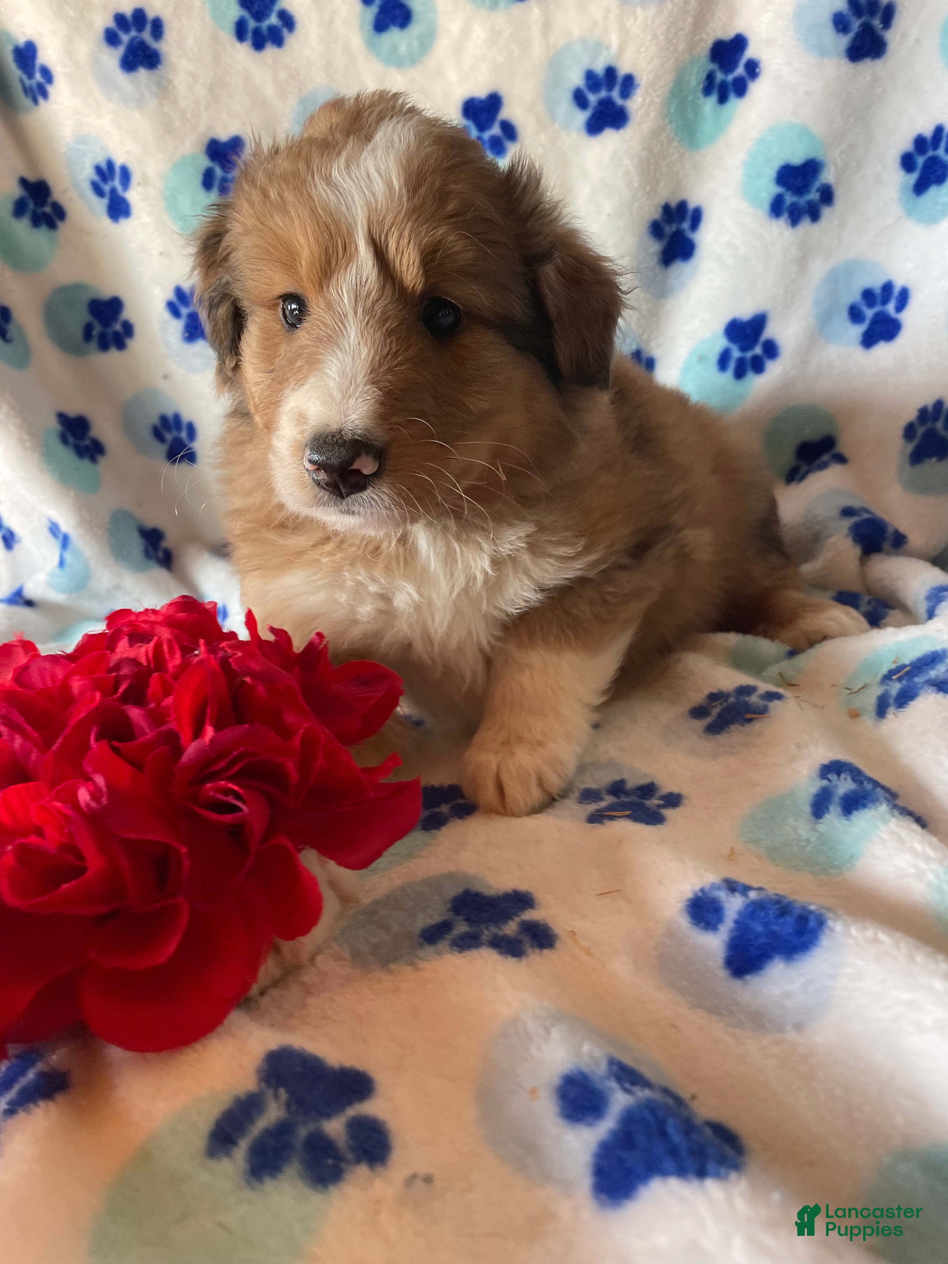 Mixed Breed dogs Marley - Ad 13