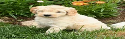 Mini Goldendoodle dogs for sale: Copper - Ad 3