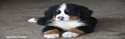 Bernese Mountain Dog dogs for sale: Max - Ad 3