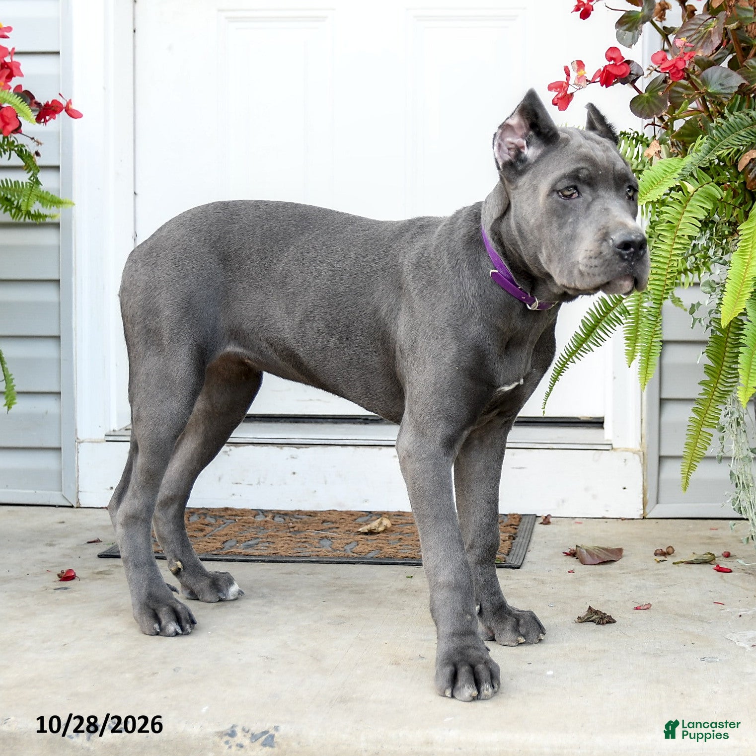 Cane Corso dogs for sale: Lotus  - Ad 2