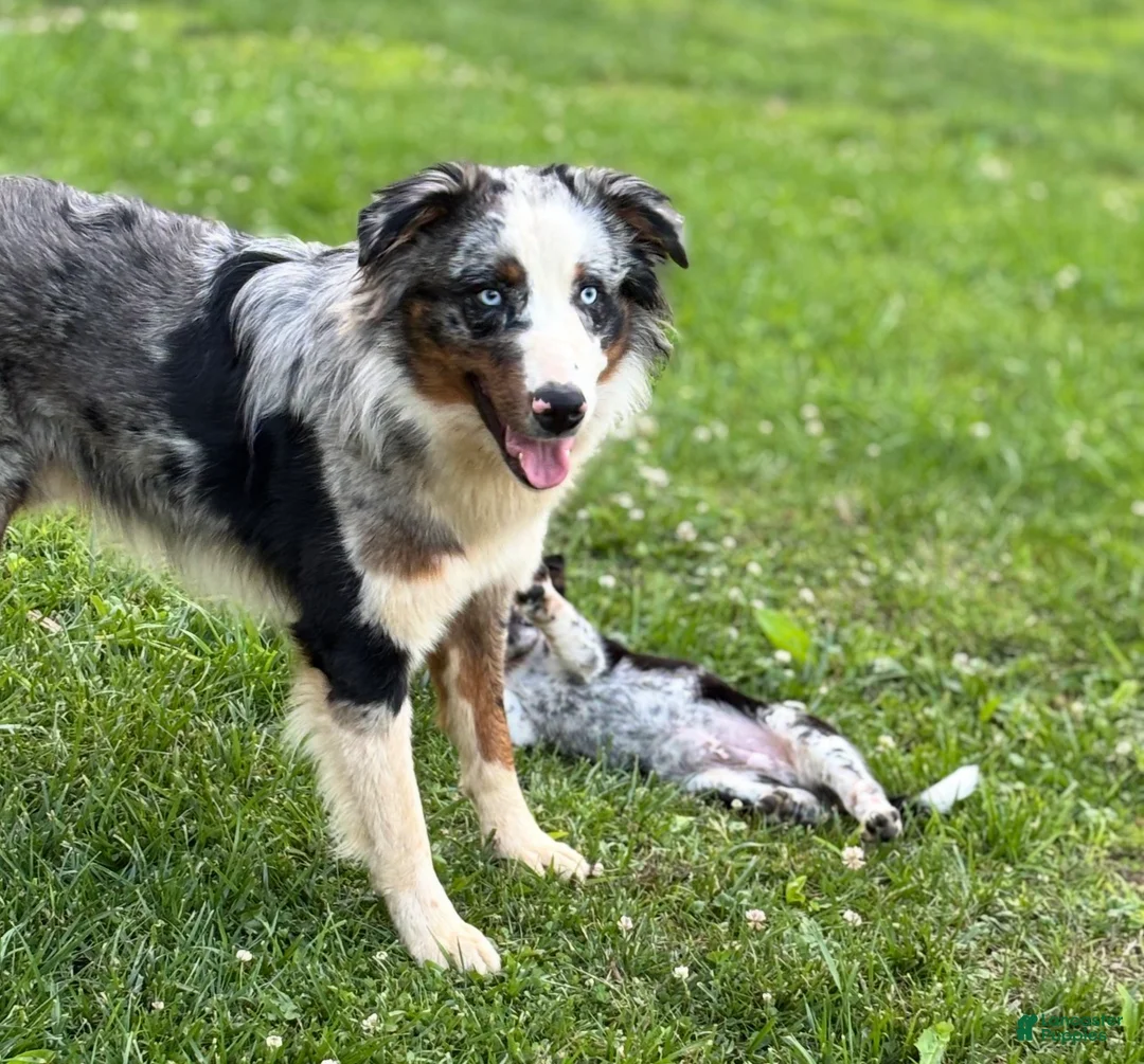 Mixed Breed dogs for sale: Mixed Breed Puppy 4 - Ad 4