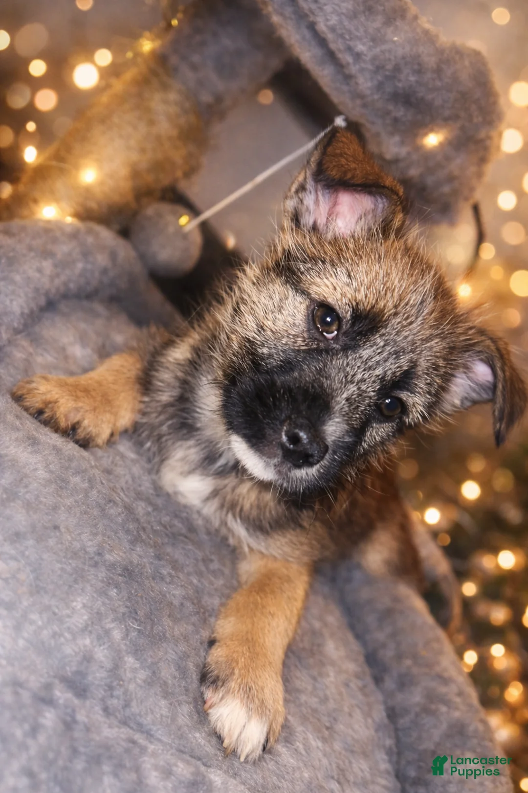 Mixed Breed dogs for sale: Axel  - Ad 1