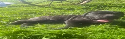 Cane Corso dogs for sale: Jenson - Ad 4