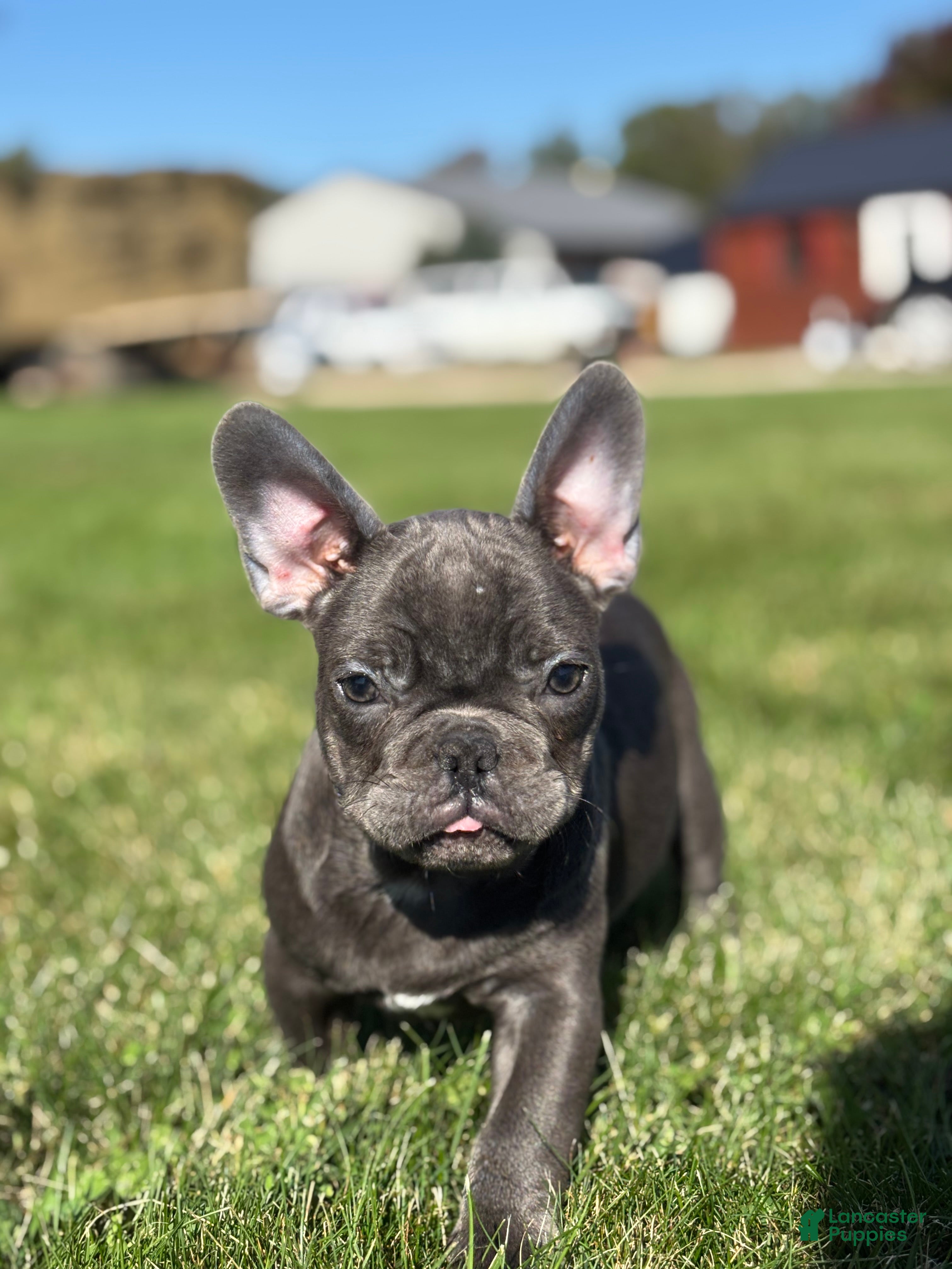 French Bulldog dogs Seth - Ad 2